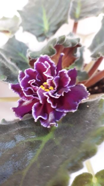  - VIOLETE IN COLECTIEpoze net----