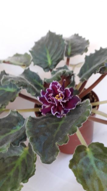  - VIOLETE IN COLECTIEpoze net----