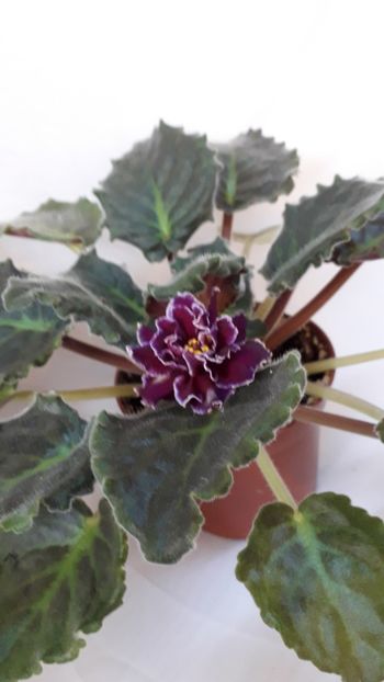  - VIOLETE IN COLECTIEpoze net----