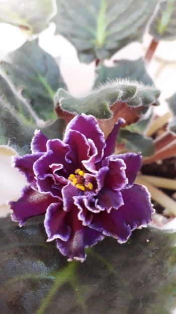  - VIOLETE IN COLECTIEpoze net----