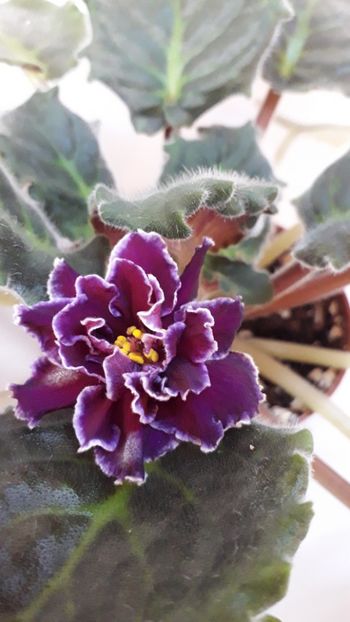  - VIOLETE IN COLECTIEpoze net----