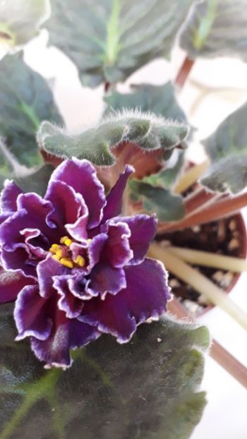  - VIOLETE IN COLECTIEpoze net----