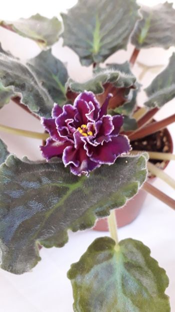  - VIOLETE IN COLECTIEpoze net----