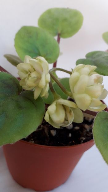  - VIOLETE IN COLECTIEpoze net----