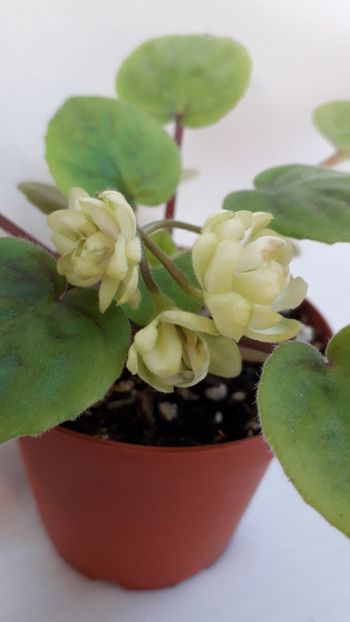  - VIOLETE IN COLECTIEpoze net----