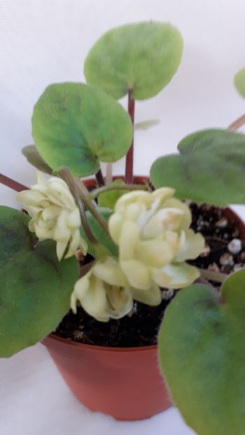  - VIOLETE IN COLECTIEpoze net----