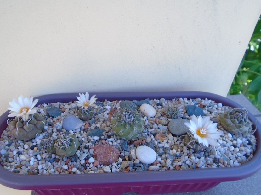 Grup de 7 Turbinicarpus - Cactusi 2019 bis