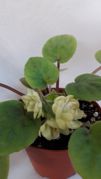  - VIOLETE IN COLECTIEpoze net----