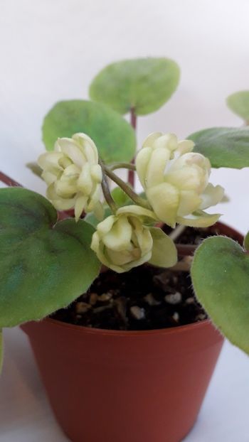  - VIOLETE IN COLECTIEpoze net----