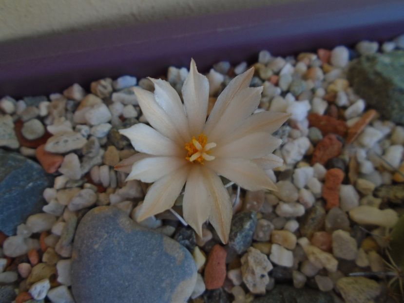Turbinicarpus pachystele - Cactusi 2019 bis