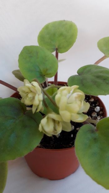  - VIOLETE IN COLECTIEpoze net----