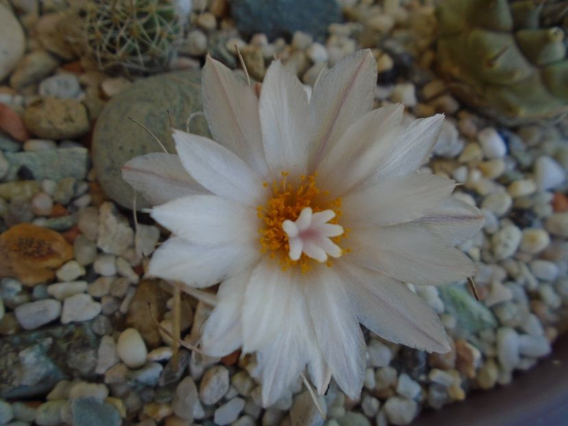 Turbinicarpus macrochele v. screvispinum - Cactusi 2019 bis