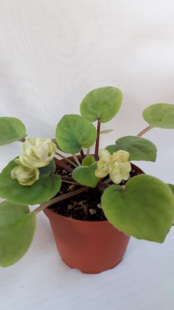  - VIOLETE IN COLECTIEpoze net----