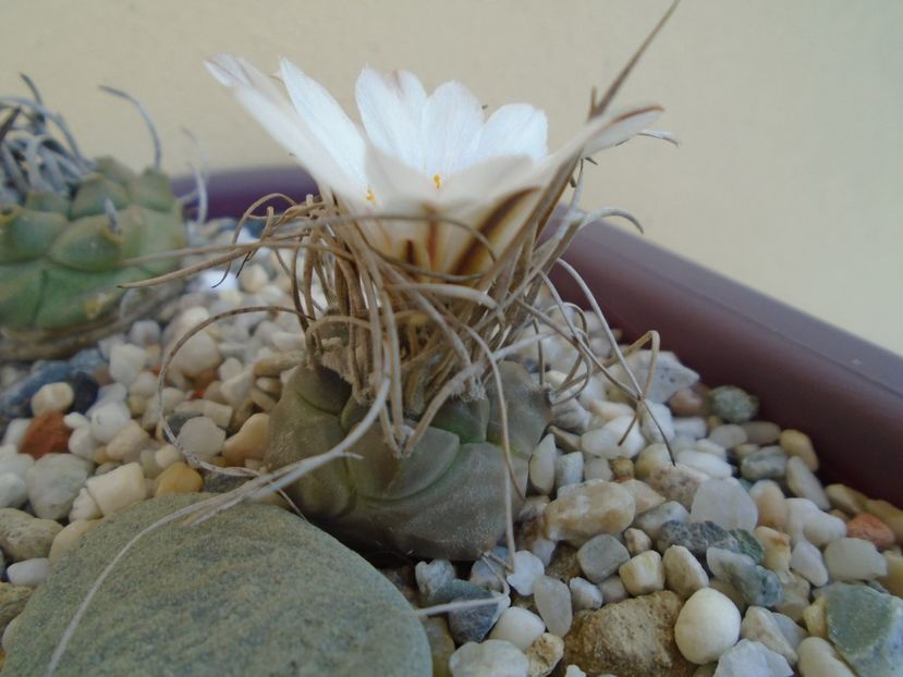 Turbinicarpus macrochele v. kupcakii - Cactusi 2019 bis