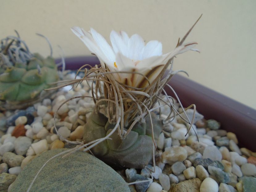 Turbinicarpus macrochele v. kupcakii - Cactusi 2019 bis