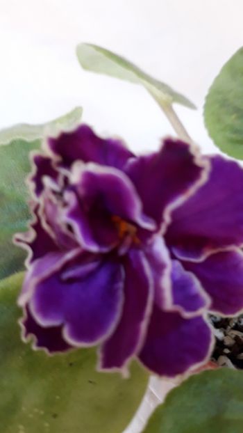  - VIOLETE IN COLECTIEpoze net----