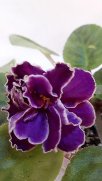  - VIOLETE IN COLECTIEpoze net----