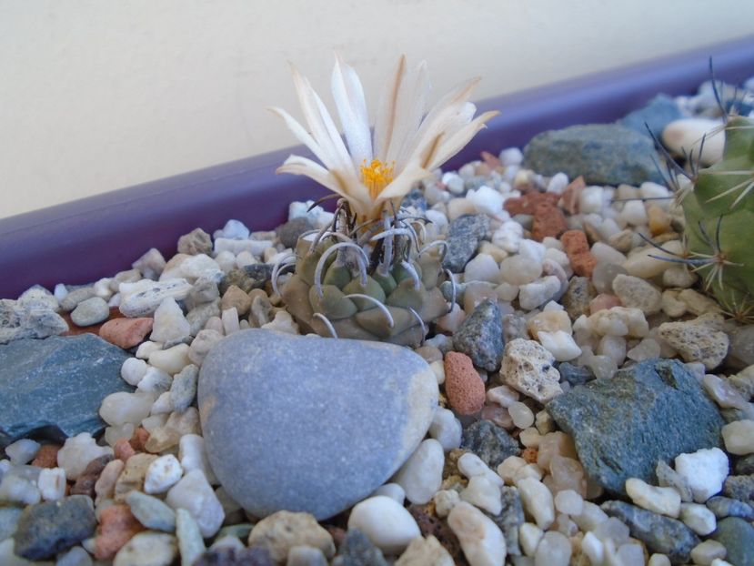 Turbinicarpus pachystele - Cactusi 2019 bis