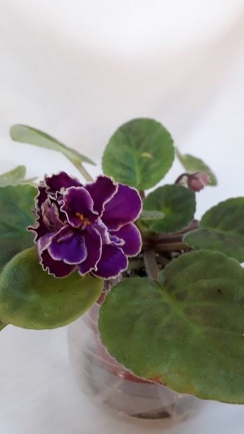  - VIOLETE IN COLECTIEpoze net----