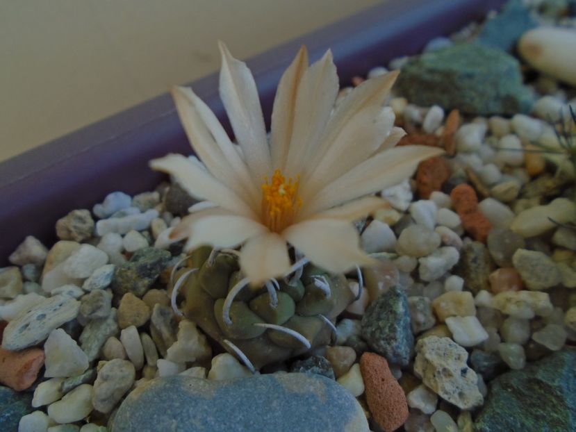 Turbinicarpus pachystele - Cactusi 2019 bis