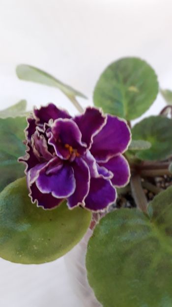  - VIOLETE IN COLECTIEpoze net----