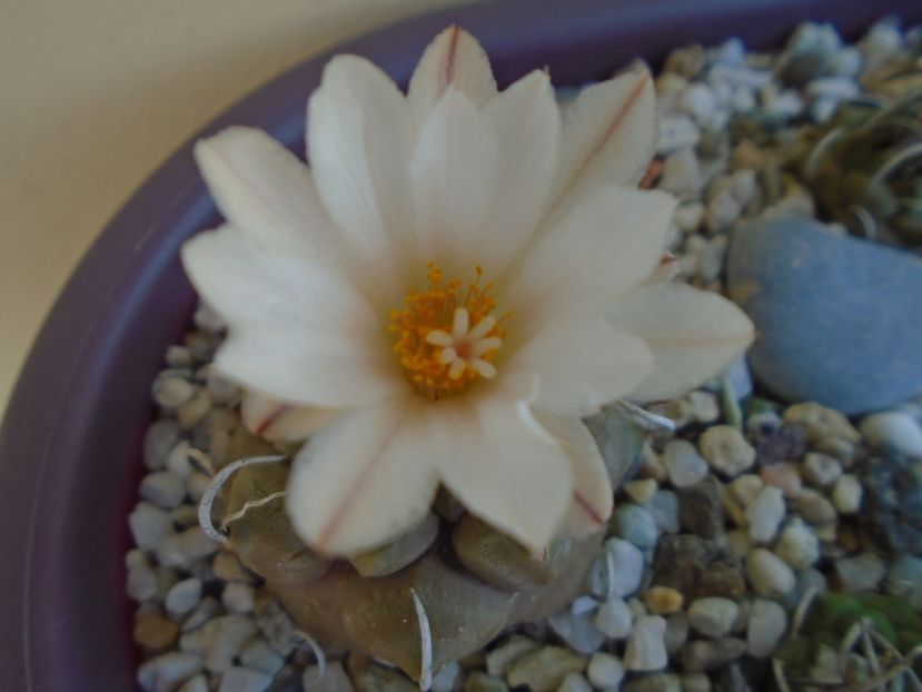 Turbinicarpus macrochele v. screvispinum - Cactusi 2019 bis