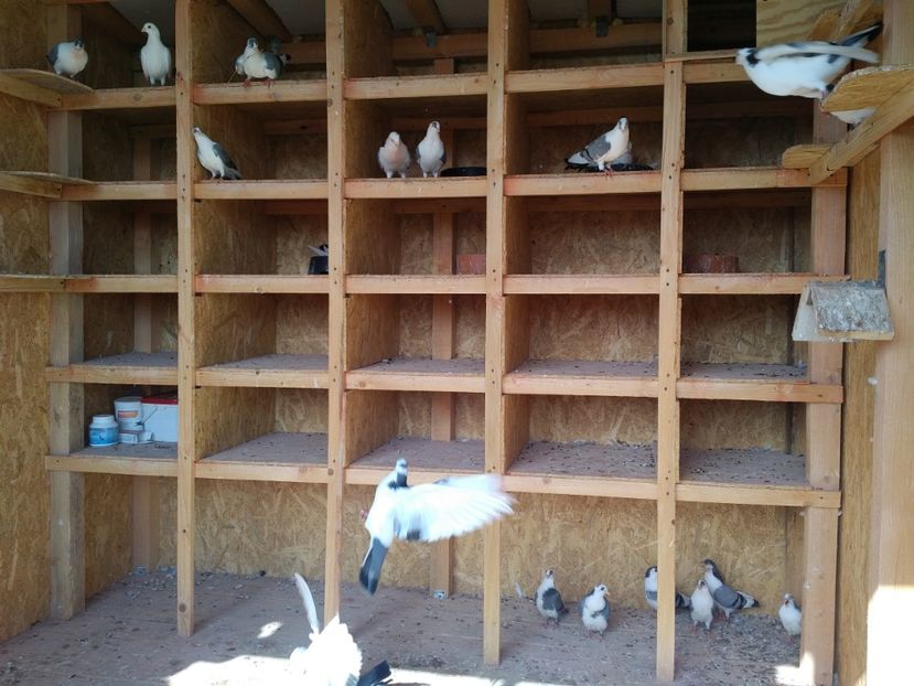  - 1924 Eugen Hagimihale