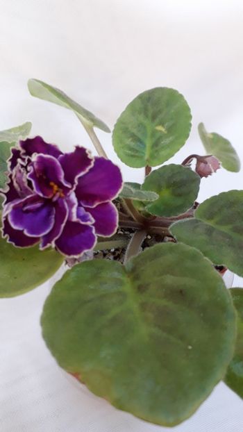  - VIOLETE IN COLECTIEpoze net----