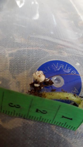  - VIOLETE IN COLECTIEpoze net----