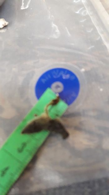  - VIOLETE IN COLECTIEpoze net----