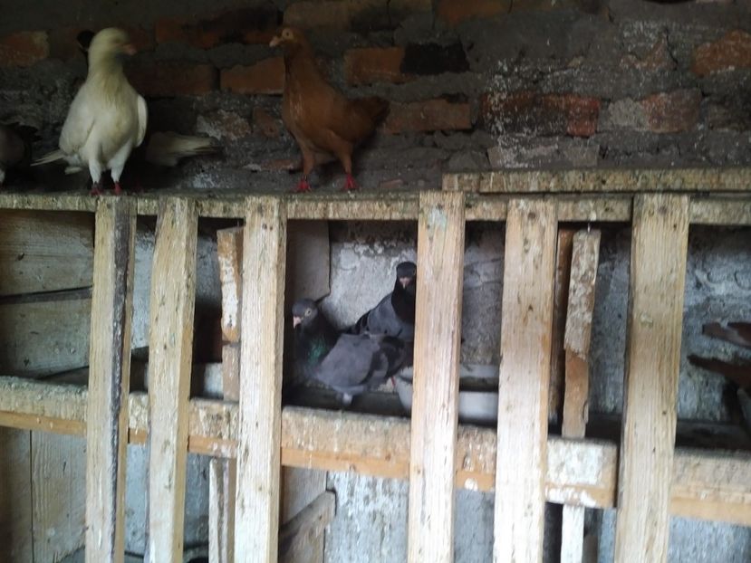  - 1926 Geinur Normambet