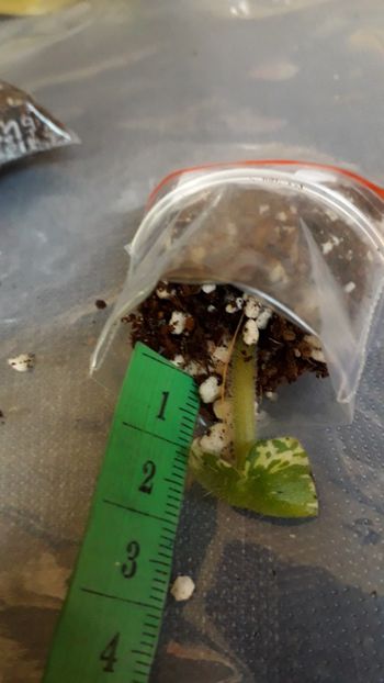  - VIOLETE IN COLECTIEpoze net----