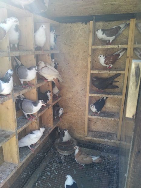  - 1927 Eduard Glodeanu