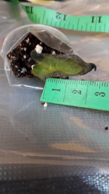  - VIOLETE IN COLECTIEpoze net----