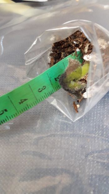  - VIOLETE IN COLECTIEpoze net----