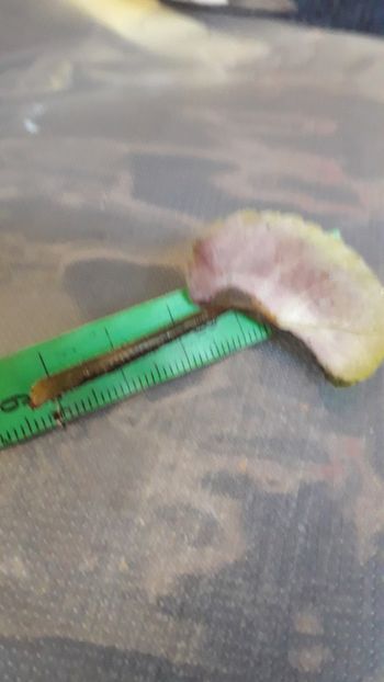  - VIOLETE IN COLECTIEpoze net----