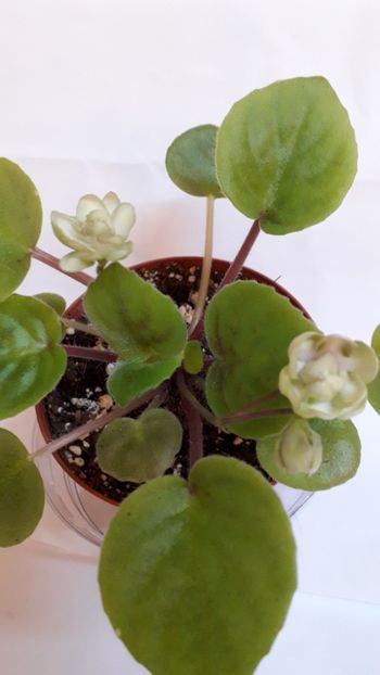  - VIOLETE IN COLECTIEpoze net----