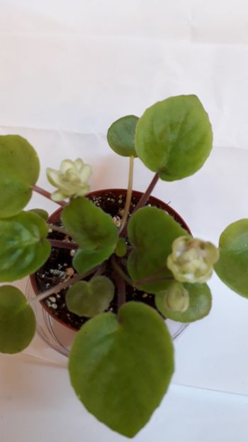  - VIOLETE IN COLECTIEpoze net----