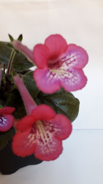  - VIOLETE IN COLECTIEpoze net----