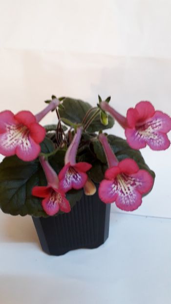  - VIOLETE IN COLECTIEpoze net----