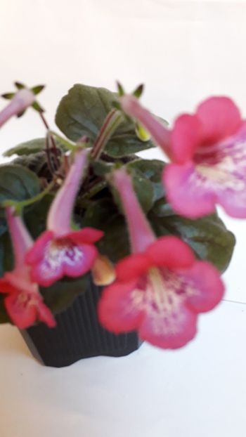  - VIOLETE IN COLECTIEpoze net----