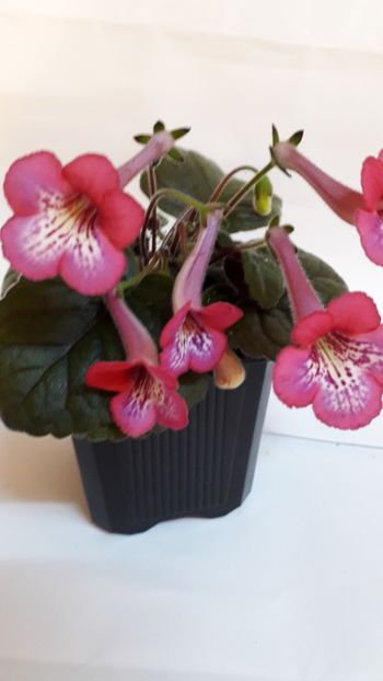  - VIOLETE IN COLECTIEpoze net----