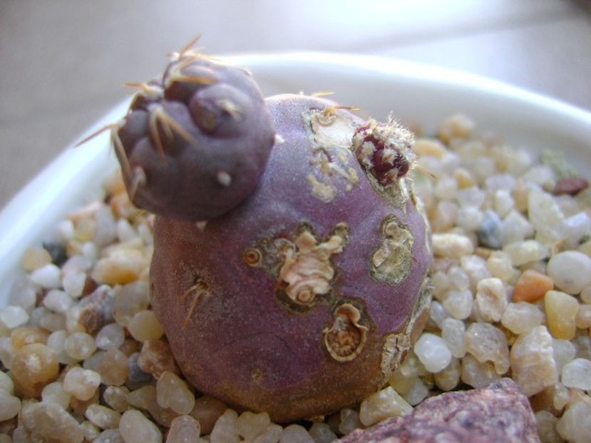 Tephrocactus geometricus - Cactusi 2019 bis