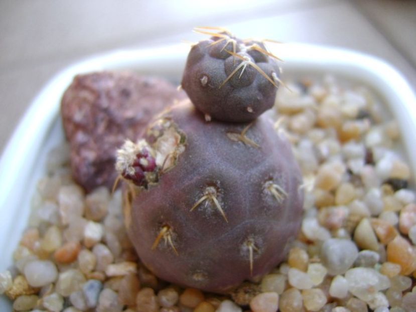 Tephrocactus geometricus - Cactusi 2019 bis
