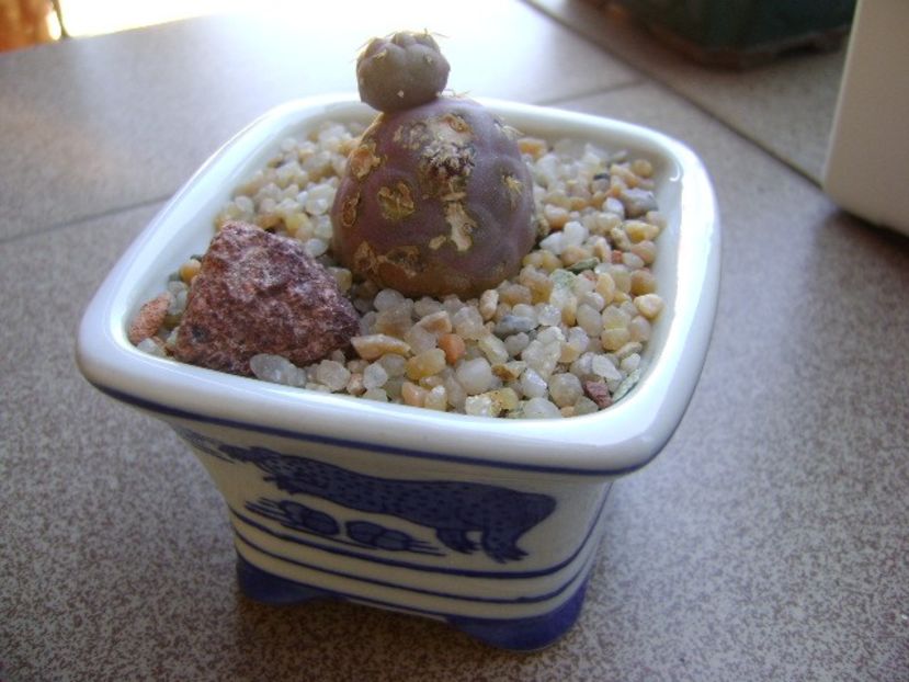 Tephrocactus geometricus - Cactusi 2019 bis