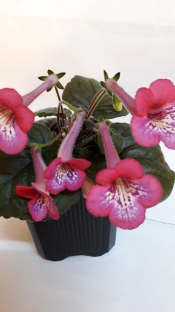  - VIOLETE IN COLECTIEpoze net----