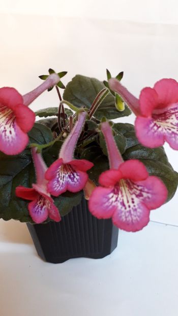  - VIOLETE IN COLECTIEpoze net----