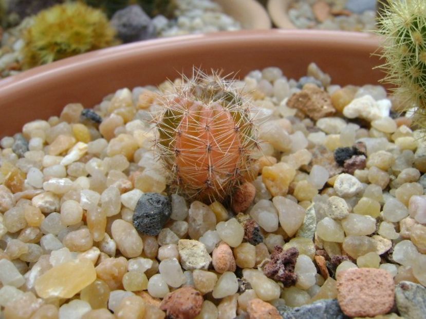 Echinopsis sp. variegat - Cactusi 2019 bis