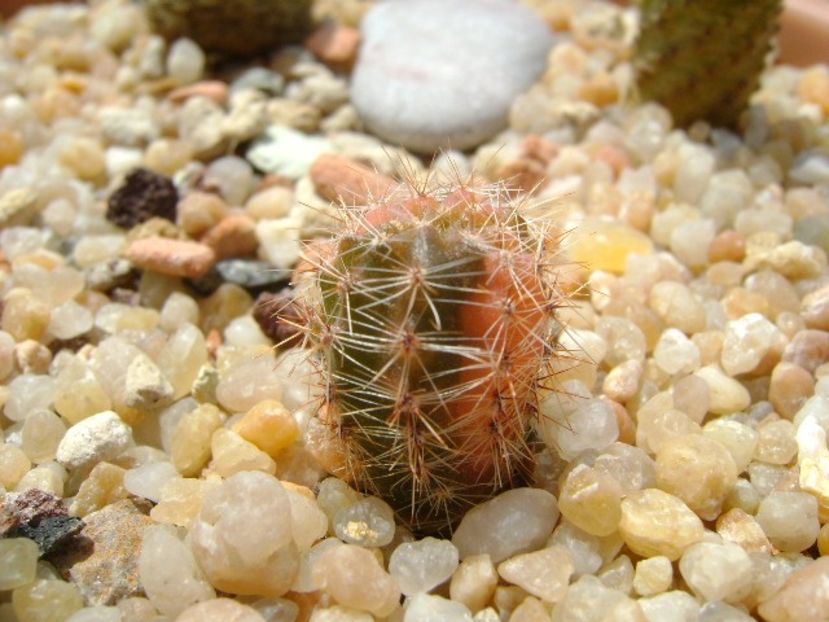 Echinopsis sp. variegat - Cactusi 2019 bis