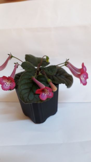  - VIOLETE IN COLECTIEpoze net----